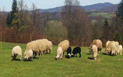 wycieczka jednodniowa
